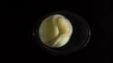 Timelapse d'une salamandre qui, à partir d'une seule cellule, devient un organisme vivant complet et complexe en trois semaines