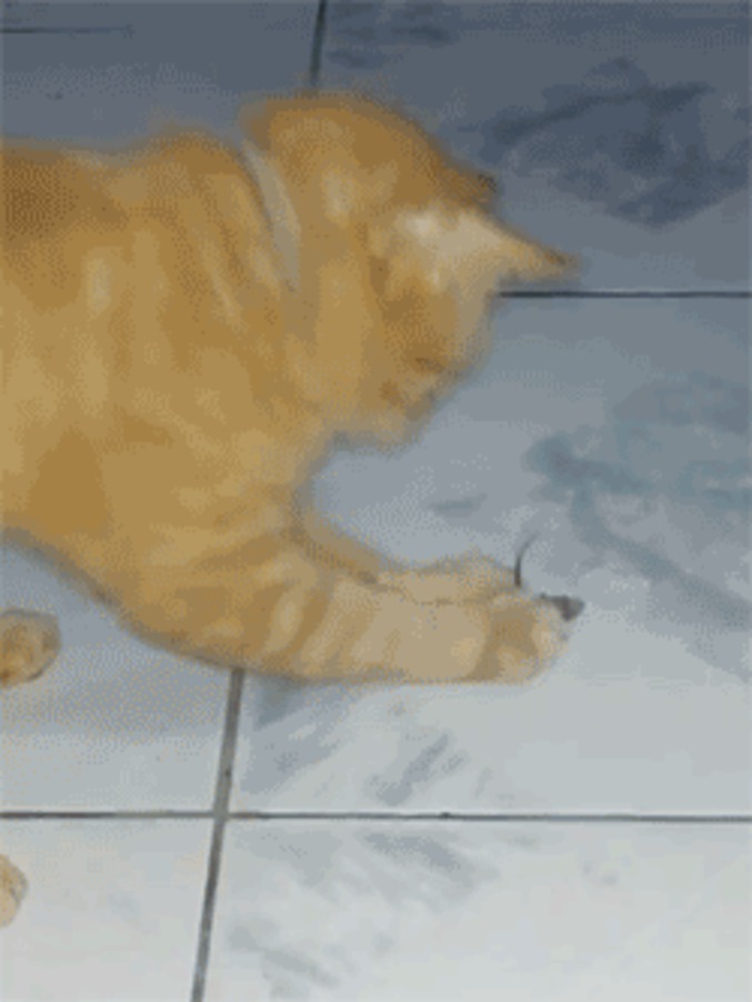 La souris et le chat