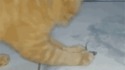 La souris et le chat