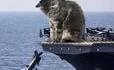 Maintenant on sait pourquoi les chats sont proscrits des porte-avions