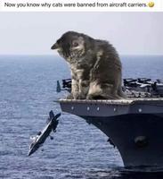 Maintenant on sait pourquoi les chats sont proscrits des porte-avions