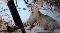 Un lynx pris au piège. 