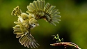 La sélection naturelle