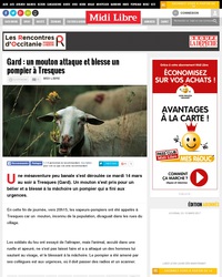 Gare au mouton