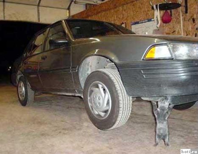 Un chat qui soulève une voiture