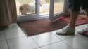 Un chien bien élevé