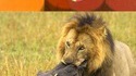 Disney et la vie réelle