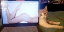 Mylo en une photo