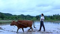 Bières rafraîchissantes et satisfaisantes brassées à la maison pour la saison agricole intense