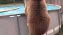 Il fait chaud, invitez vos potes dans votre piscine ! 