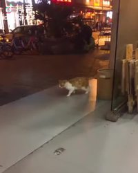 La nuit tous les chats sont gris