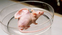 Souris mutante