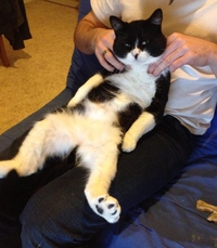 Chat détendu