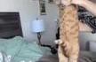 Le p'tit bout de la queue du chat