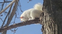 Ecureuil albinos