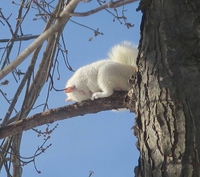 Ecureuil albinos