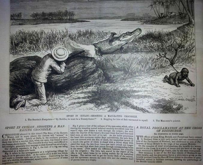 Un "fat native child" sert de leurre pour attirer le crocodile mangeur d'homme, le chasseur occidental ne s'embarrassait pas de problèmes moraux à l'époque.