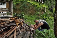 Gloire au grand Gibbon