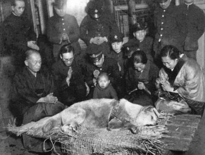 Voici la dernière photographie prise de Hachiko, un chien Akita japonais réputé pour sa loyauté indéfectible envers son propriétaire. Hachiko appartenait au professeur Eizaburo Ueno, qui résidait à Shibuya et enseignait à l’Université impériale de Tokyo au début des années 1920. Chaque jour, Ueno marchait jusqu’à la gare de Shibuya accompagné de Hachiko, et il se rendait à son lieu de travail en train. À 3 heures précises, Ueno retournait à la gare pour rentrer chez lui, et Hachiko était toujours là, attendant patiemment le professeur. Cependant, un jour, la tragédie a frappé quand Ueno a subi un accident vasculaire cérébral et n’est jamais arrivé à la gare. Sans se laisser décourager par l’absence de son maître, Hachiko se rendit fidèlement à la station tous les jours pendant neuf ans jusqu’à son décès en 1935. Pour honorer sa remarquable loyauté, une statue de Hachiko a été érigée à l’extérieur de la gare de Shibuya à Tokyo. En 2015, à l’occasion du 80e anniversaire de la mort du chien fidèle, une autre statue de Hachiko a été dévoilée à l’Université de Tokyo, le réunissant symboliquement avec son maître bien-aimé, le professeur Ueno.