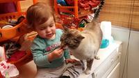 Nourrir le chat