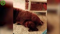 Kan le chien pète