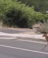 démarche de bi(t)che