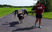 Araignée géante