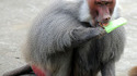 Un singe mange sa glace