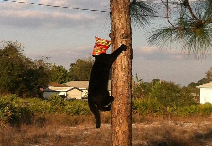 Un chat sur un arbre.