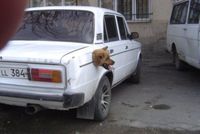 Un lion dans le moteur