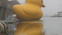 Canard géant