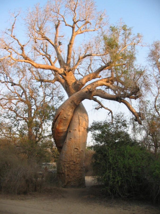 Deux baobabs s'enlassent amoureusement dans la savane africaine.