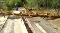 Un arbre passe un pont