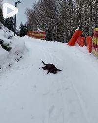 Glissade 