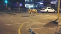 Avec le confinement, on voit de drôles de bestioles dans les rues la nuit