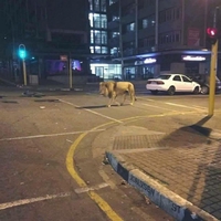 Avec le confinement, on voit de drôles de bestioles dans les rues la nuit