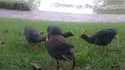 Les poules d'eau partagent
