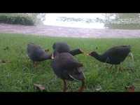 Les poules d'eau partagent
