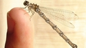 Libellule steampunk