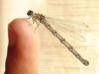 Libellule steampunk