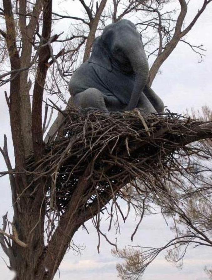 Un éléphant dans un nid