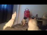 Des chats
