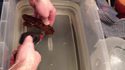 Ouvrir un oeuf de requin