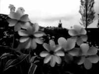 Les Teletubbies en noir et blanc c'est carrément flippant !