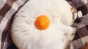 Chat sur le plat.