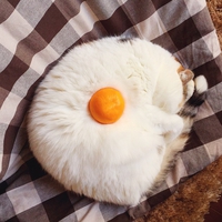 Chat sur le plat.