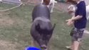 Petit, Magnu chevauchait des cochons