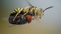 Une mouche prend un Uber!