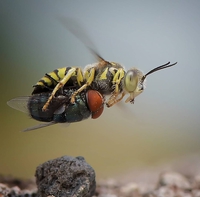 Une mouche prend un Uber!