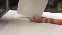 Un serpent à deux têtes et deux souris